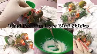 Hand Feeding Love Bird Chicks | Fisher Baby Hand Feed | Urdu / Hindi