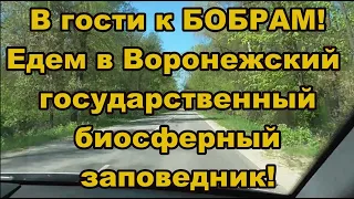 В гости к БОБРАМ! Едем в Воронежский государственный биосферный заповедник!