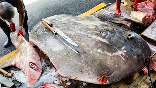 Amazing!! Supersize fish cutting skills, SUNFISH / Korean street food