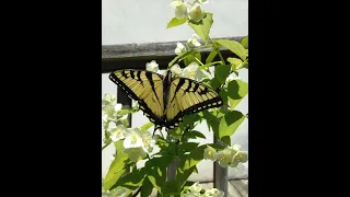 Swallowtail Butterflies 2