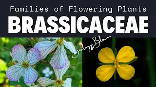 Brassicaceae | Cruciferae | Mustard family | Families of Flowering Plants | Biology Bloom