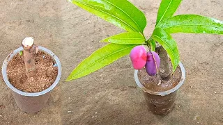 Tricks for mango propagate from cutting | Natural rooting hormone