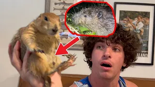 Why I Fed a Beaver to my Prairie Dog