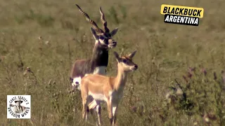 Hunting Rutting Free Range Blackbuck in Argentina