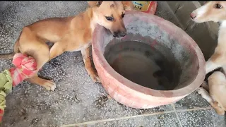 your heart stand still  ।। stray puppy rescue ।। #animals #dog #rescue