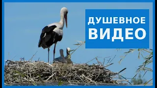 История про аистов/ The story about storks