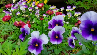 one hour of healing with pansy flowers-팬지꽃과 함께 1시간 힐링 타임 #healing #relax #relaxsounds