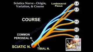 Sciatic Nerve Origin Variation & Course - Everything You Need To Know - Dr. Nabil Ebraheim