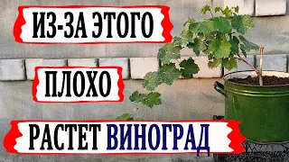 🍇 Никогда ТАК не ПОДВЯЗЫВАЙТЕ побеги ВИНОГРАДА. Вот почему не растут МОЛОДЫЕ КУСТЫ.