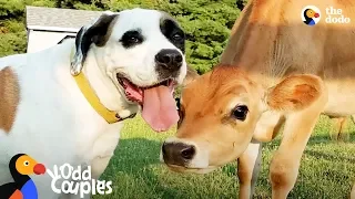Dog Turns Lonely Baby Cow Into A Happy Puppy | The Dodo Odd Couples