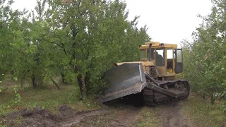 Останній збір сливи і корчування бульдозером ЧТЗ Т-170.