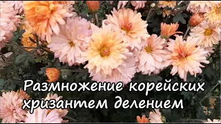 Размножение корейских хризантем делением