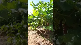 Viticulture au Sud d'Algérie, Zone Haci Lefhel.
