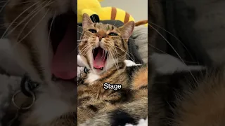 The 4 Stages Of A Cat's Yawn
