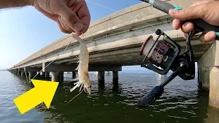 Using Live Shrimp for LOTS of  Random Bridge Fish