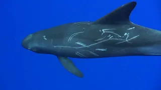 Pygmy Killer Whale Short Film by Emmeffcee