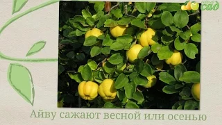 Посадка айвы - как правильно посадить айву