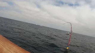 Flatfall tuna on the drop