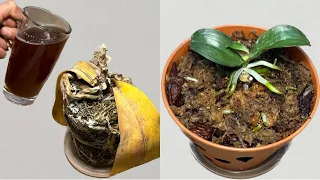 Only 1 cup! Immediately, root rotten orchids revive 500% faster very easily