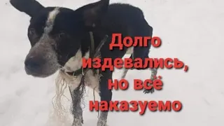 История, как легко издеваться над животным и страшно отвечать / the dog lived locked up for 4 months