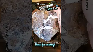 Dinosaur Fossil Bone 🦖🦴