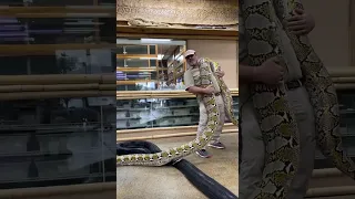 Epic Giant Snake! 🐍