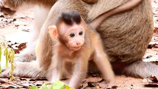 Cute Baby Monkey Golden Color So Great Healthy