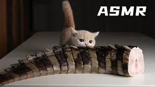 Kitten eating crocodile tail ASMR