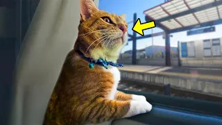 They Accidentally Left Their Sick Cat On The Train, Then Something Incredible Happened!