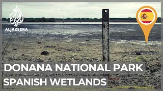 Spanish wetlands: Water theft and drought are harming environment