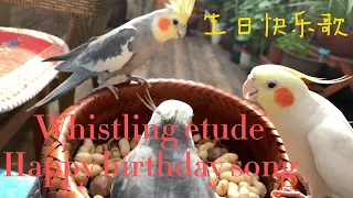 Cockatiel Whistling Etude: Happy Birthday Song! For the company of cockatiels! Can be played in loop