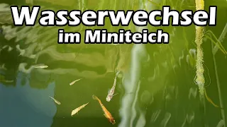 Wasserwechsel im Miniteich (#91)