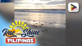 Pangangalaga sa mga pawikan sa La Union, tinututukan ng grupong...