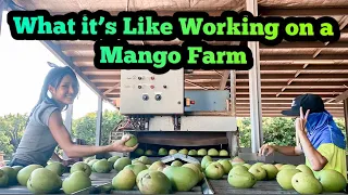 Life on a Mango Farm | Working as a Backpacker | Northern Territory Australia