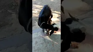 Mother goat feeding new born baby goat