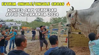 Penurunan Sapi Extrim Ongole & Ongole Cross || Kontes Sapi Terbesar APPSI DKI Jakarta‼️