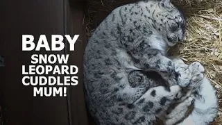 The PERFECT MOMENT between mum and CUB! - The Big Cat Sanctuary