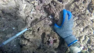 Maui tako diving