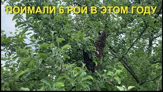 6 рой в этом году. 24.05.2024