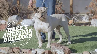 AMERICAN BULLDOG YARD TOUR