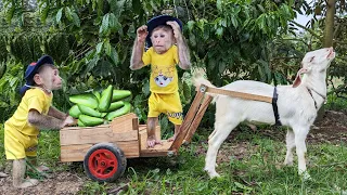 CUTIS Takes Goat To Harvest Avocados For Smoothies