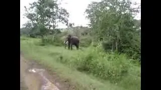 Tusker chase