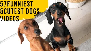 57 Funniest Dachshund Dogs Try Not To Laugh Videos Compilation | Funny & Cute Pet Video compilation