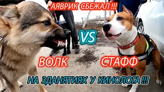 Волк против собак, Аяврик впервые на занятиях у кинолога.Wolf vs pitbull/кане корсо/овчарка/лабродор