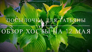 ПОСЫЛКА ДЛЯ ТАТЬЯНЫ 🤗ОБЗОР ХОСТЫ👌на 12.05.24..#волгоград #растения #обзор #посылка#