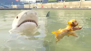 KIARA MEETS SHARKS