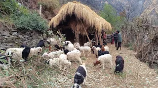 Best Life in The Himalayan Shepherd Life During The Winter | Documentary PrimitiveRuralVillage.