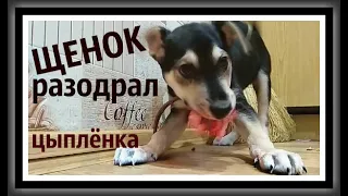 Осторожно очень злая собака Звук злой собаки Лай собаки звук Видео про злых собак Канал про животных