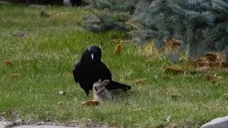 Ворона нападает и убивает зайченка.