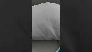 these two flies were fighting